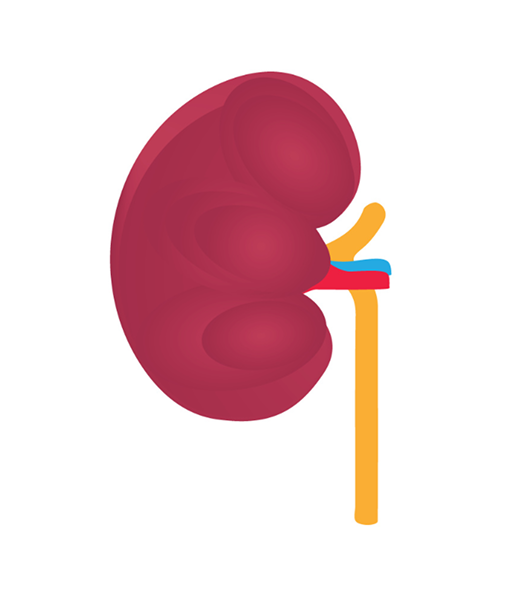 Kidney Stage 2 Image